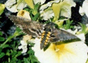 Humming moth