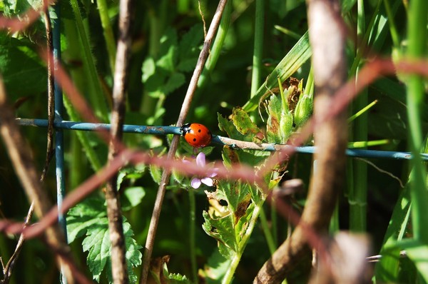 Lady bug