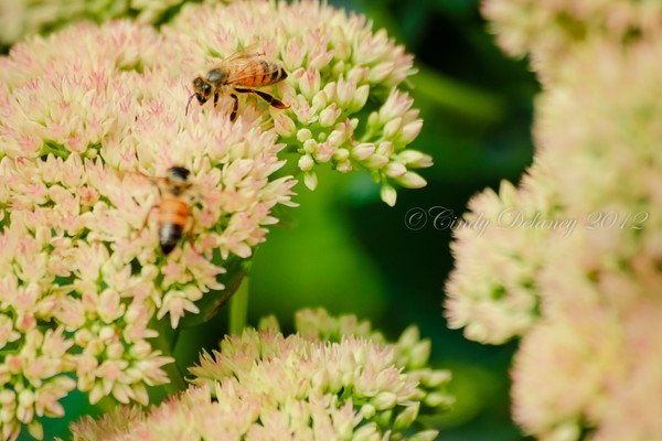 A Little Honey