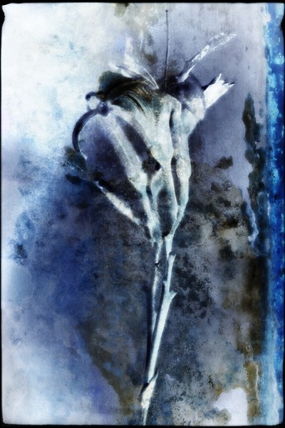 Lily Blue Flower Art 