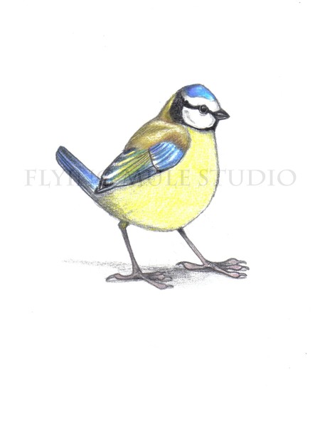 Blue Tit