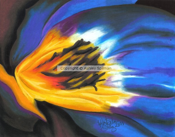 blue daylily