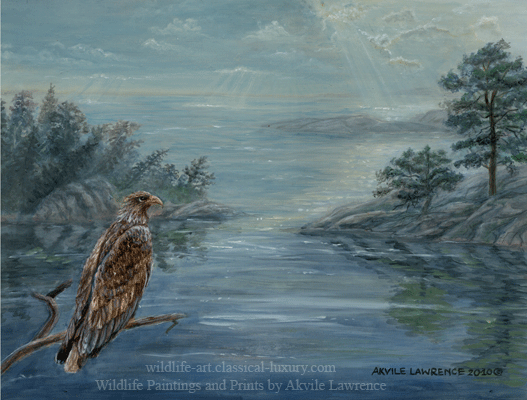 White tailed eagle: Haliaeetus albicilla