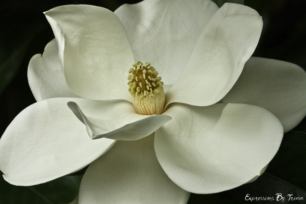 Magnolia