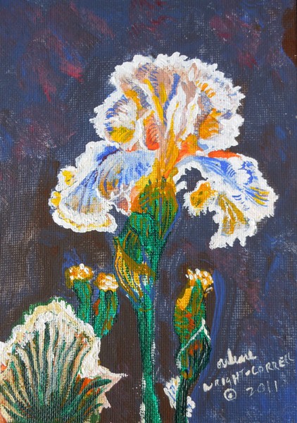 Iris