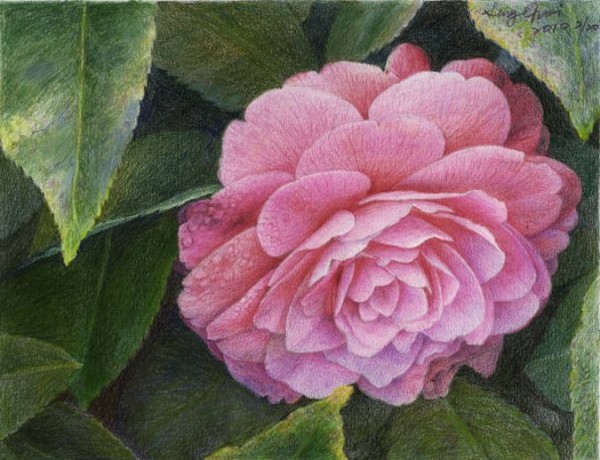 Pink Rose
