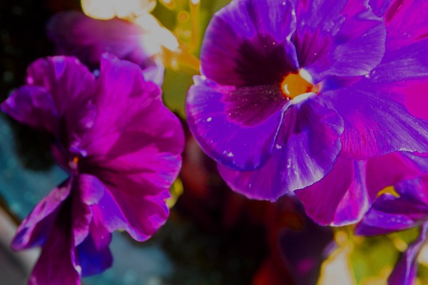 Purple Pansies