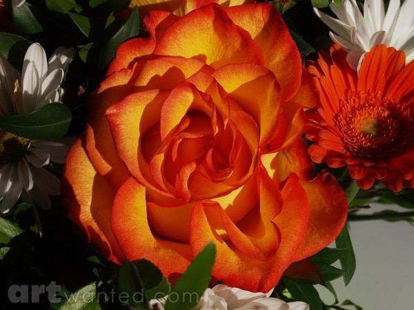 ROSE & FRIENDS