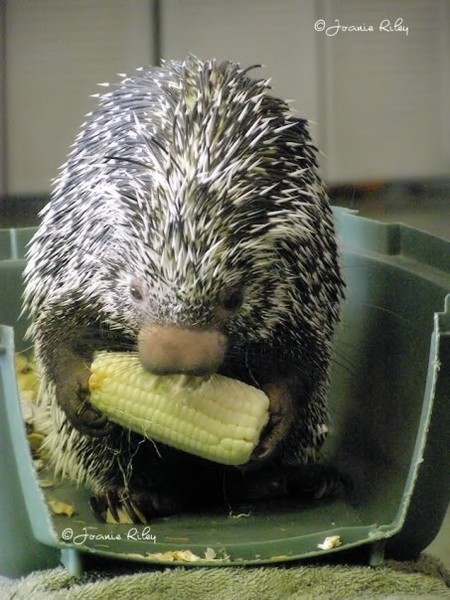 Porcupine