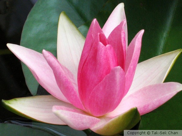 Lotus (Nymphaea Pink Opal), Wayland, MA, USA 06-26-2006