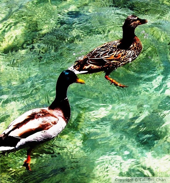 Mallard Ducks
