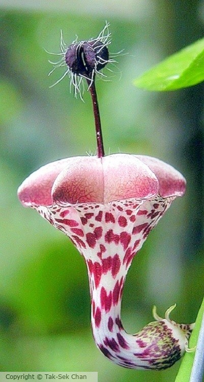 Hay's Pomegranate (Ceropegia haygarthii) 04-27-2013