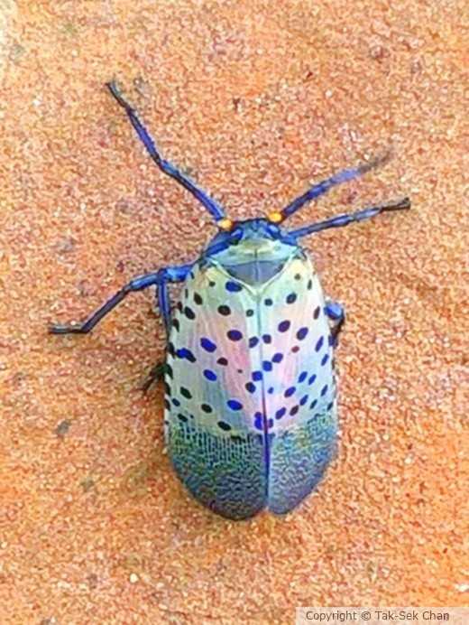 Spotted Lanternfly (Lycorma delicatula), female, Howard Beach, NY 08-07-2025