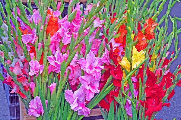 Farmer's Market Gladiolas