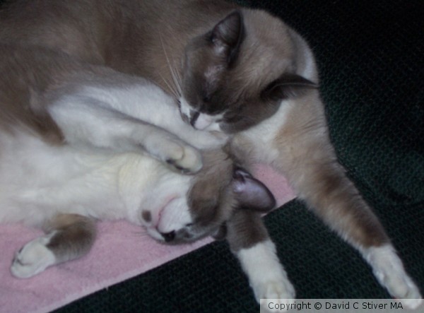 Sleeping Felines 02