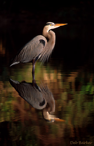 Great Blue Heron