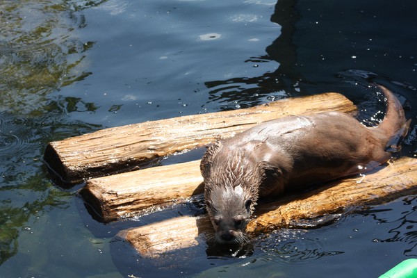 Otter