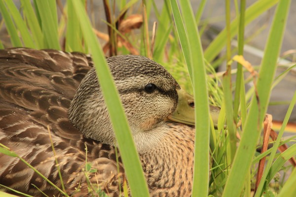 Female mallard duck