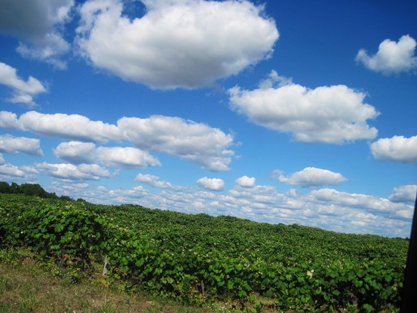 Le Vineyard