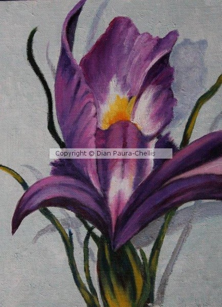 Iris