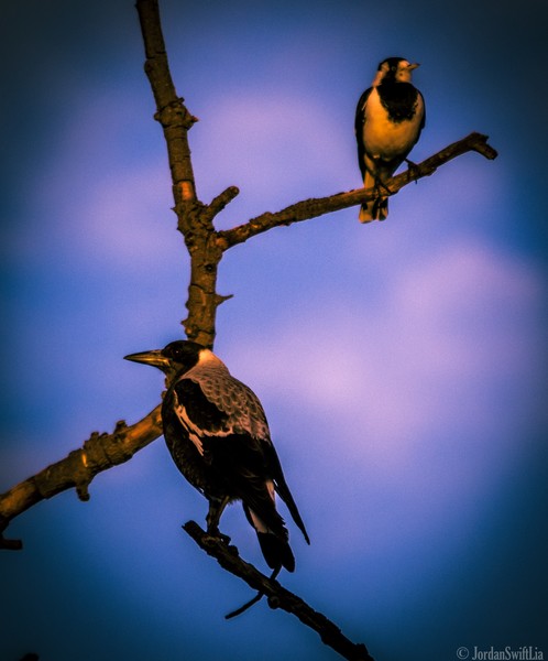 Magpie 003