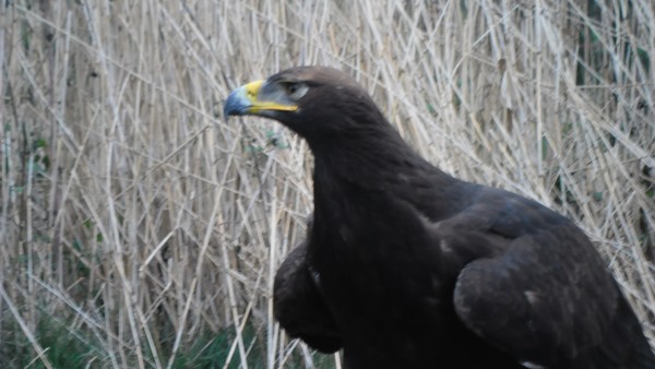 Owls and birds of prey 01