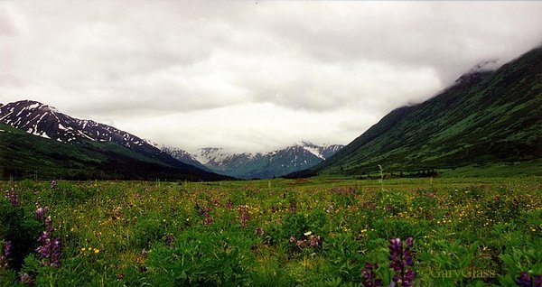 Flowers in the Valley
