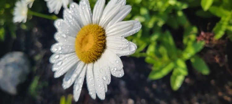 Daisy after the rain