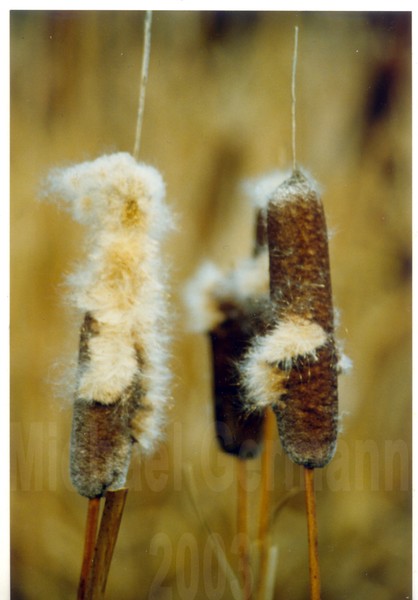 Cat Tails