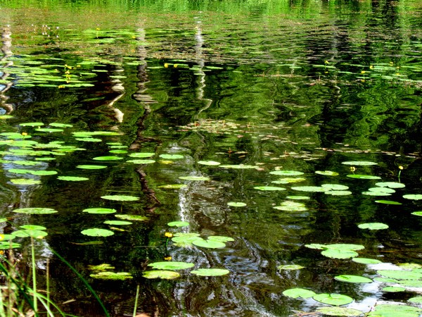Pond
