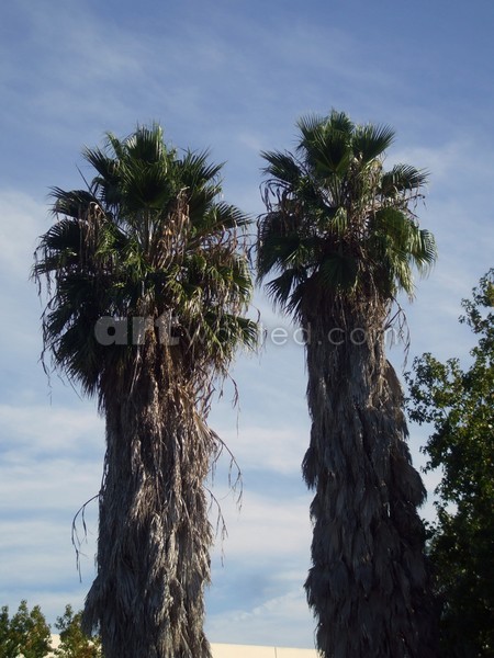 Palm Trees