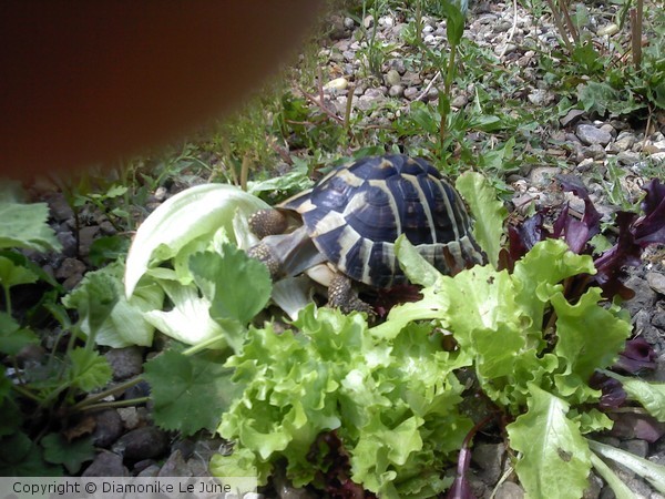 TORTOISE2