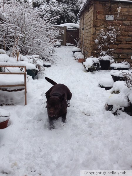 Indy playing in the snow