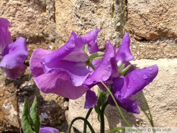 sweet peas, being wall flowers