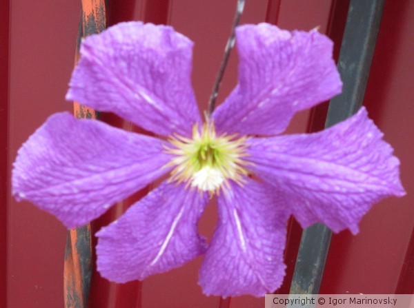 Violet flower