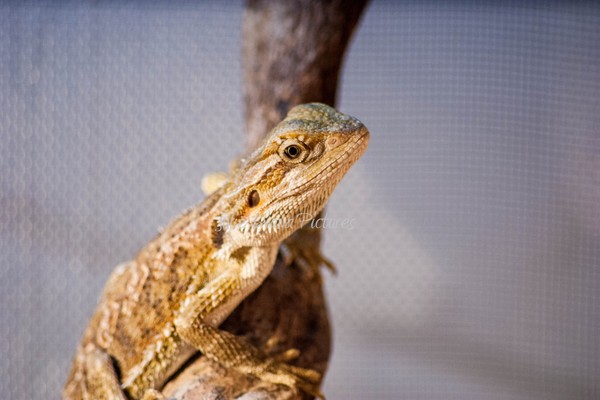 Scaley