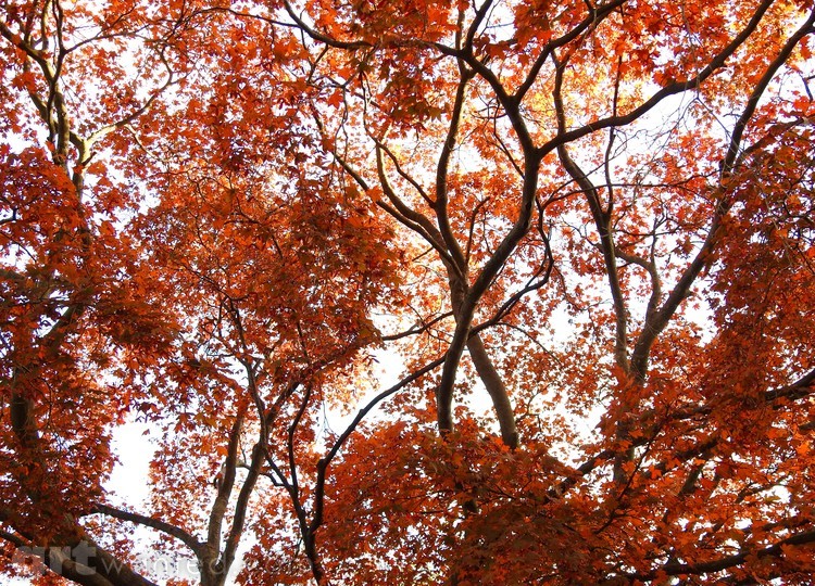 Branches and Leaves