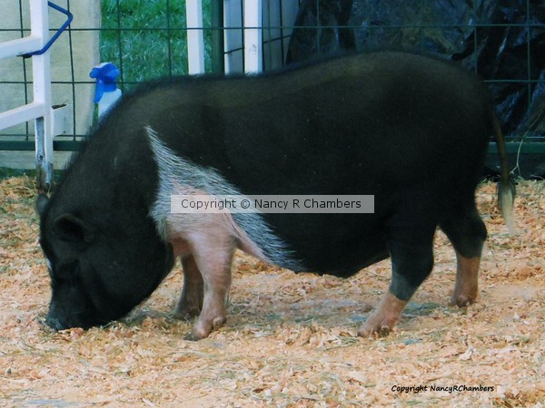 Pretty Piggy