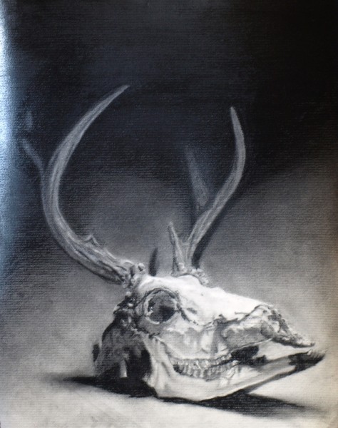 Deer Skull