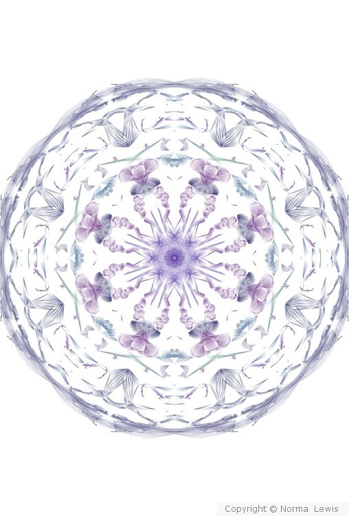 Digital  Drose