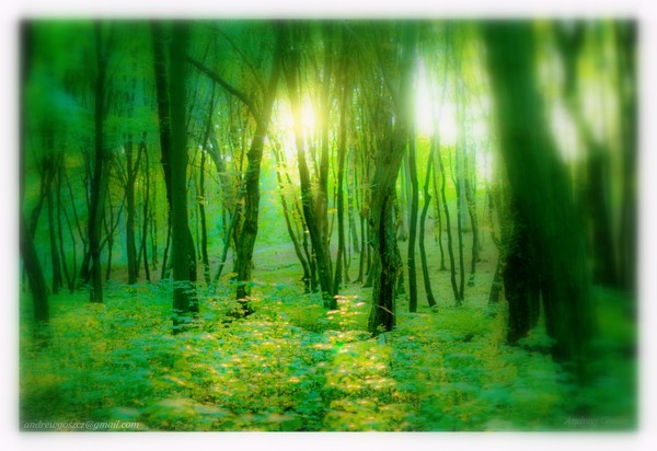 Green Galicia by Andrzej Goszcz