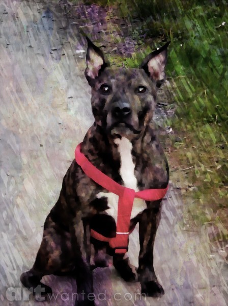 TJ  the Staffie.