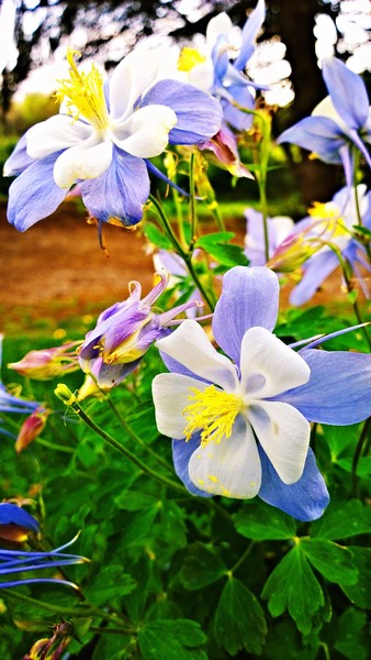 Clematis in bloom