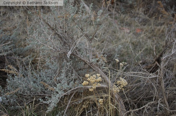 Dried Bouquet