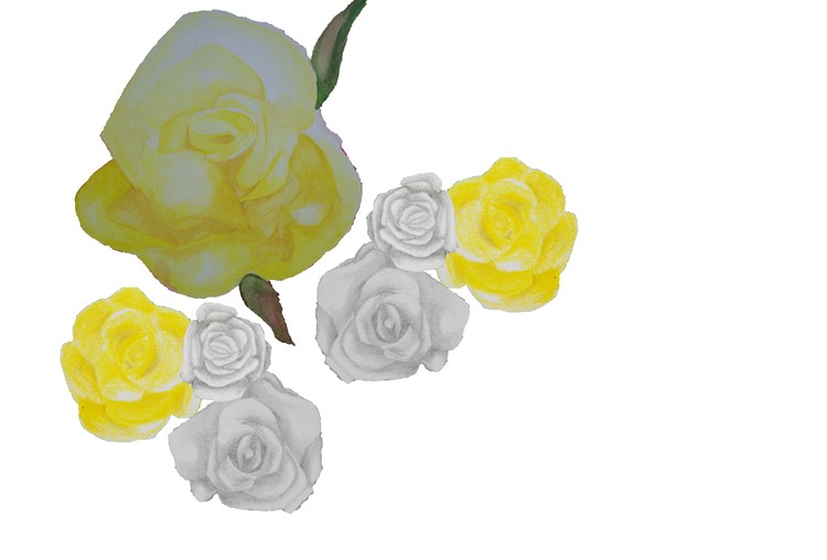 Wild Rose Roundup