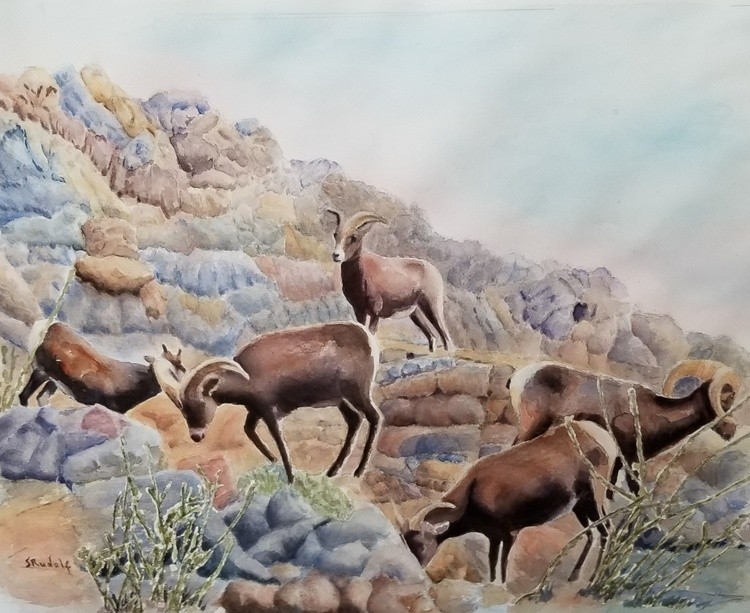Rudolf-Shirley-BigHornedSheep
