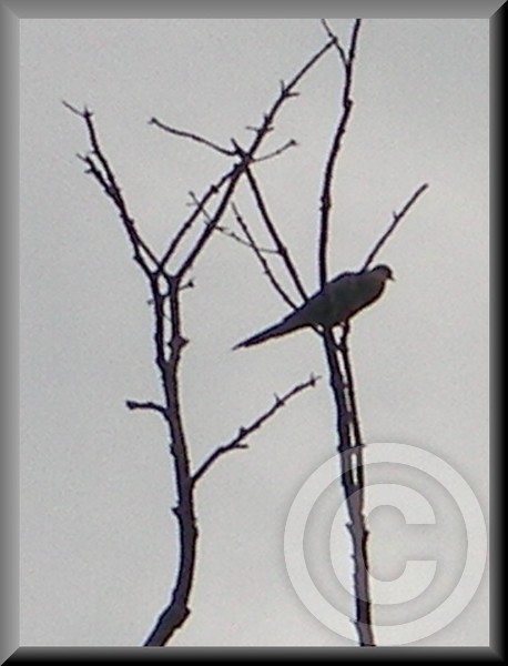 A morning pidgeon..calling out for a mate......