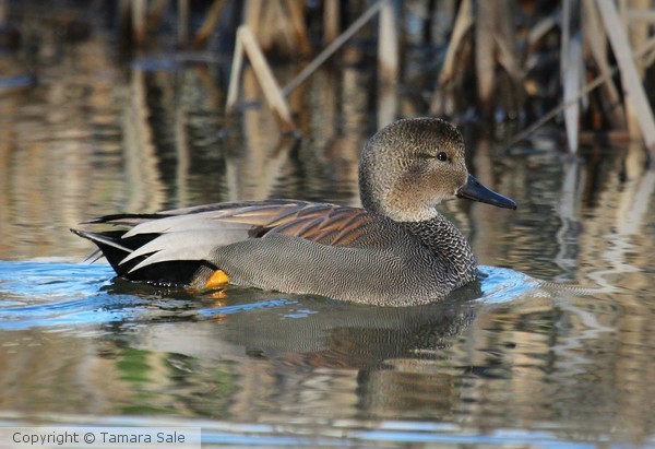 Gadwall