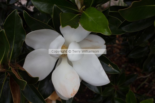 Sweet Magnolia
