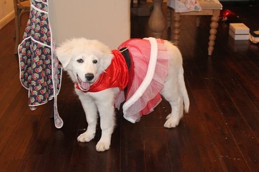 puppies (28)